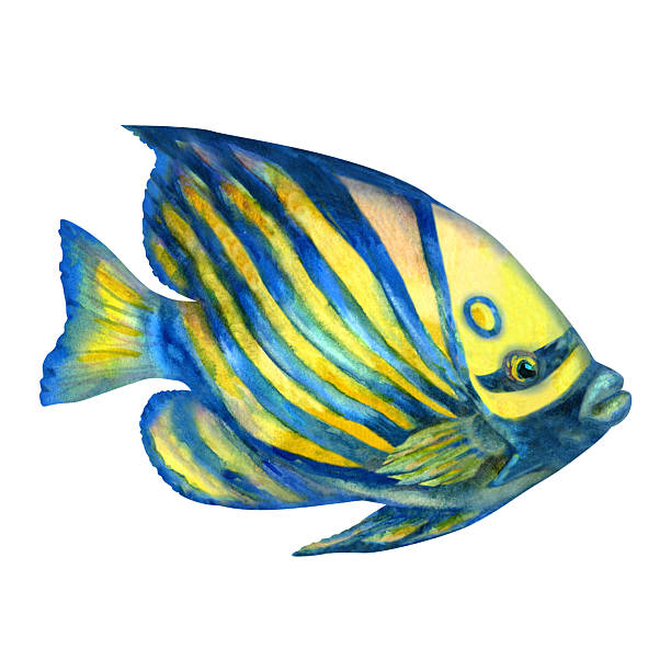 istock Bright tropical fish with blue, yellow stripes. Watercolor blue angelfish template with textures isolated on white background for marine design, snorkeling, diving, educational, books, art, textile 2211898140