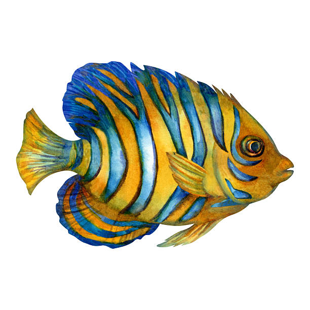 istock Bright tropical fish with blue, yellow stripes. Watercolor royal angelfish template with textures isolated on white background for marine design, snorkeling, diving, educational, books, aft, textile. 2211898145