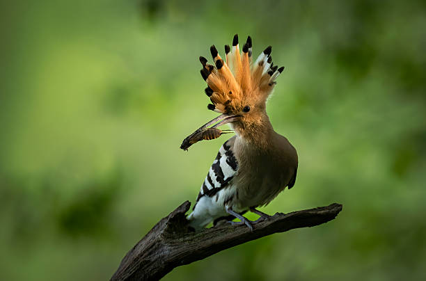 istock Eurasian hoopoe bird close up ( Upupa epops ) 2211898884