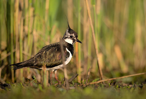 istock Northern lapwing bird close up ( Vanellus vanellus ) 2211898944