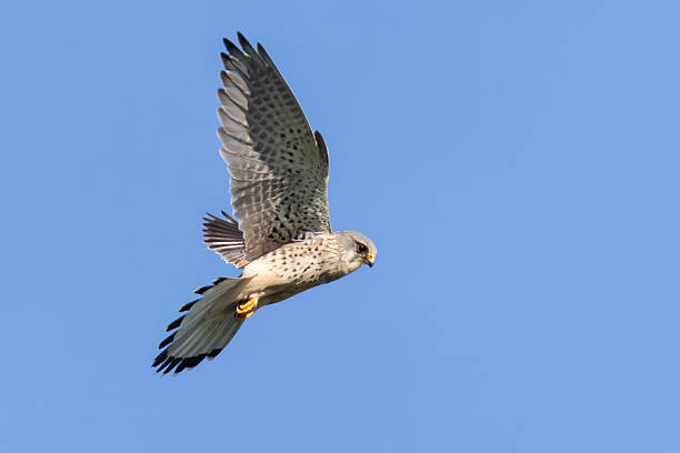 istock Common kestrel (Falco tinnunculus) soaring through a clear blue sky in mid-afternoon light showcasing its stunning wingspan and feathers 2211899347