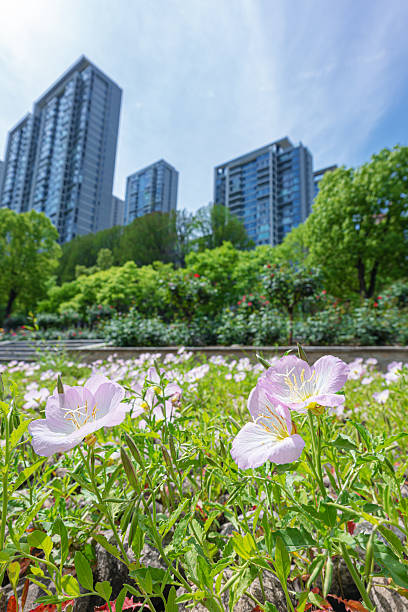 istock Spring background with urban garden 2211899811