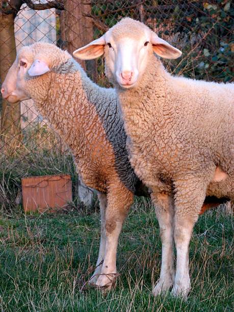 istock A pair of sheep 2211900618