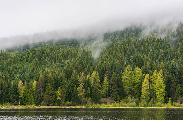 Thick Green Forest at The Mount Hood National Forest, Oregon