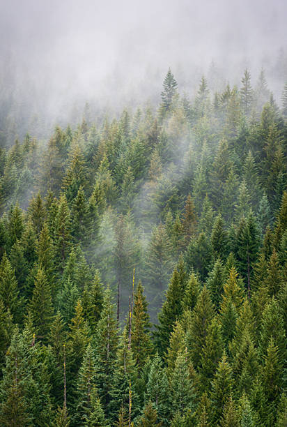 istock Thick Green Forest at The Mount Hood National Forest 2211900812