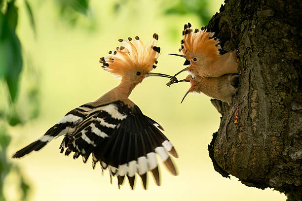 istock Eurasian hoopoe bird feeding juvenile ( Upupa epops ) 2211900969