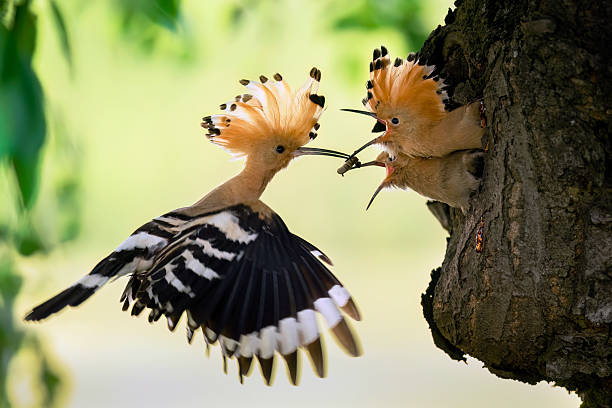 istock Eurasian hoopoe bird feeding juvenile ( Upupa epops ) 2211900970