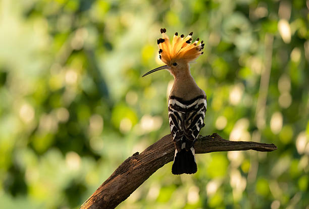 istock Eurasian hoopoe bird close up ( Upupa epops ) 2211901055