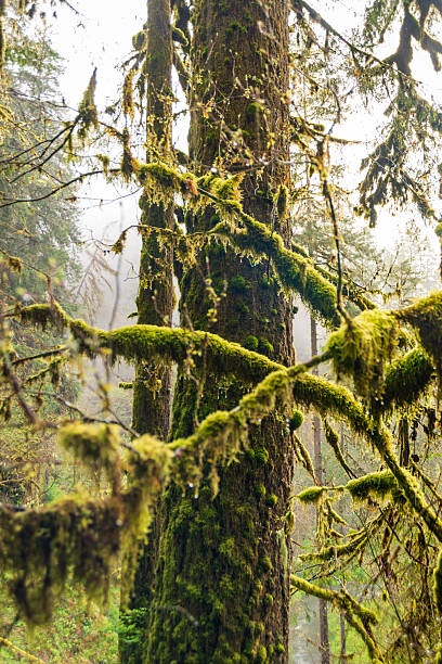 Mossy Tree at Silver Falls State Park, the largest state park in Oregon, USA