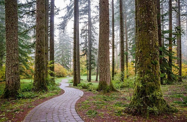 istock Trail at Silver Falls State Park, the largest state park in Oregon 2211902238