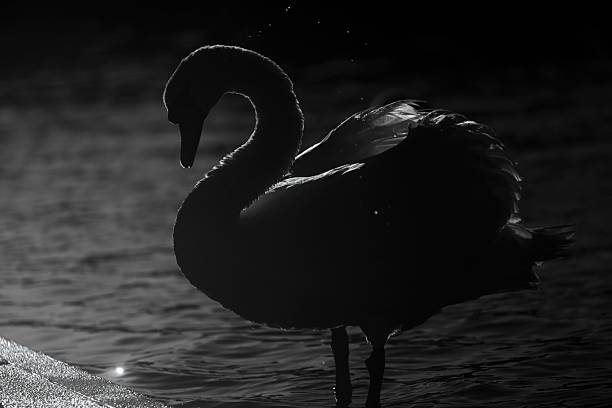 A silhouette of a swan standing by the water's edge, captured in soft lighting.