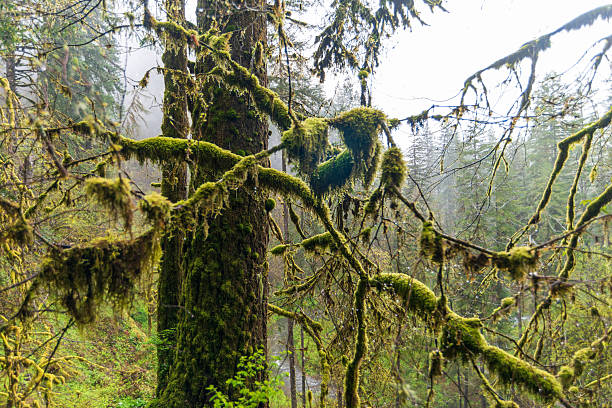 Mossy Tree at Silver Falls State Park, the largest state park in Oregon, USA