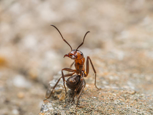 istock Close-up of an ant with erect antennae in a defensive position. 2211903860
