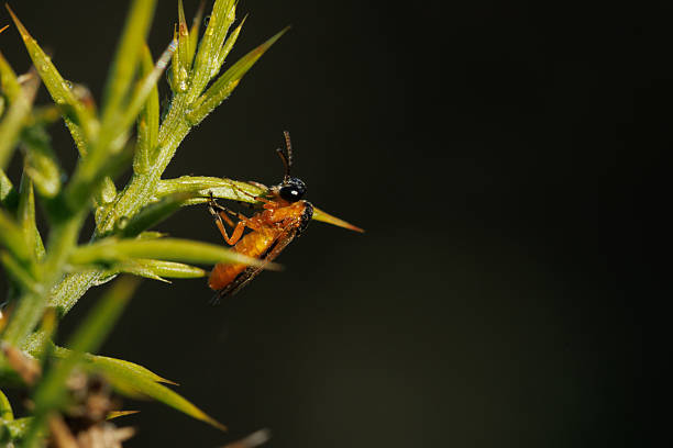 Sawfly perched on a plant with a dark background, Alcoy, Spain