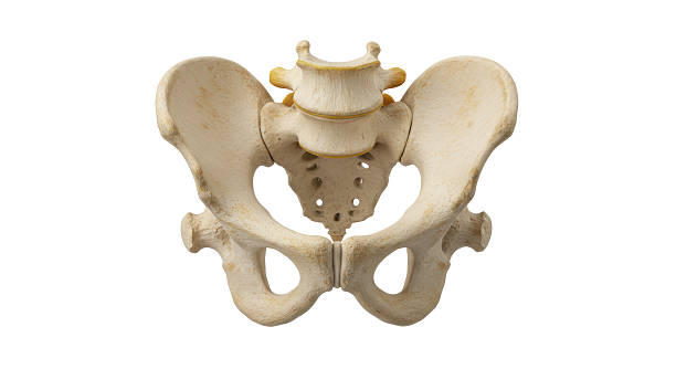 istock Isolated Detailed Human Pelvis Bone Structure Anatomy 2211905263