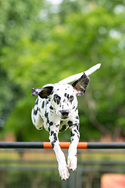 istock Energetic Dalmatian dog jumping over obstacle during agility training 2211906102