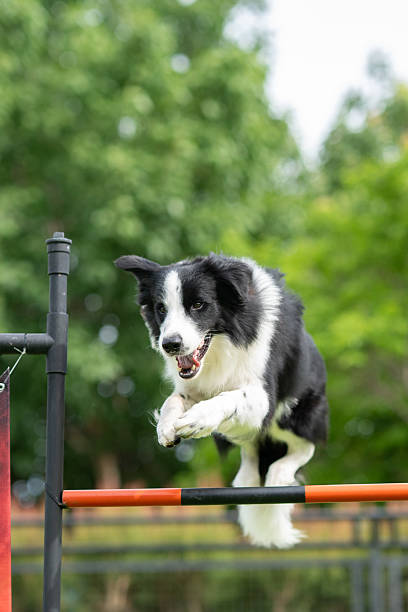 istock Energetic Border Collie jumping over hurdle in dog agility training course 2211906105