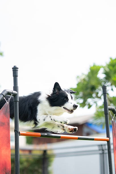 istock Energetic Border Collie jumping over hurdle in dog agility training course 2211906108