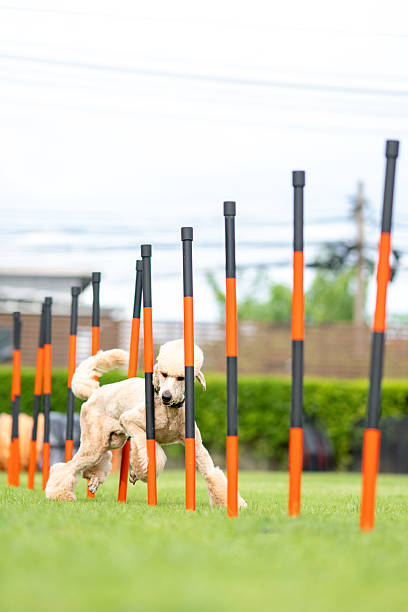 A well-groomed standard poodle confidently weaves through agility poles on a grassy training field. The photo captures the dog speed, grace, and intelligence during the action packed moment.