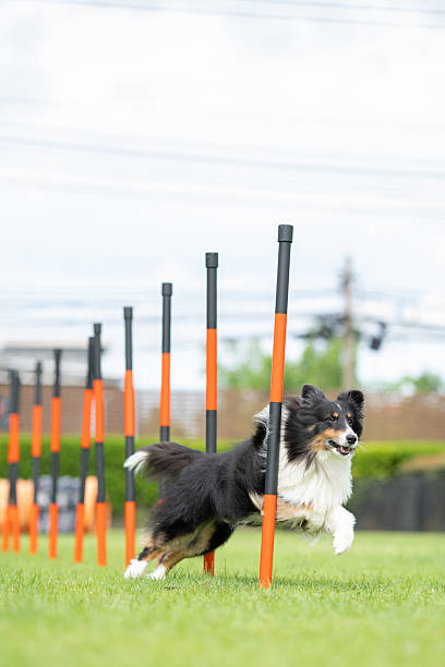 A Shetland Sheepdog skillfully weaves through orange and black poles on a green field during an outdoor dog agility session. The dog appears focused and joyful in mid-action.