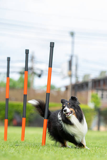 A Shetland Sheepdog skillfully weaves through orange and black poles on a green field during an outdoor dog agility session. The dog appears focused and joyful in mid-action.
