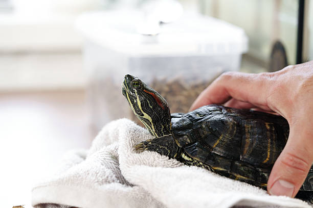istock Turtle being gently handled and cared for indoors by a person on a soft towel during daylight hours 2211907366