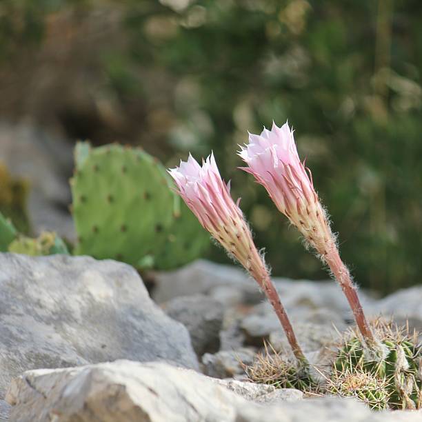 Two delicate pink cactus flowers emerge from a spiny base, standing tall against the rough, stony landscape. The soft pastel tones of the blossoms contrast beautifully with the rugged rocks and muted greens of the background, capturing the resilience and unexpected beauty of life in arid environments.