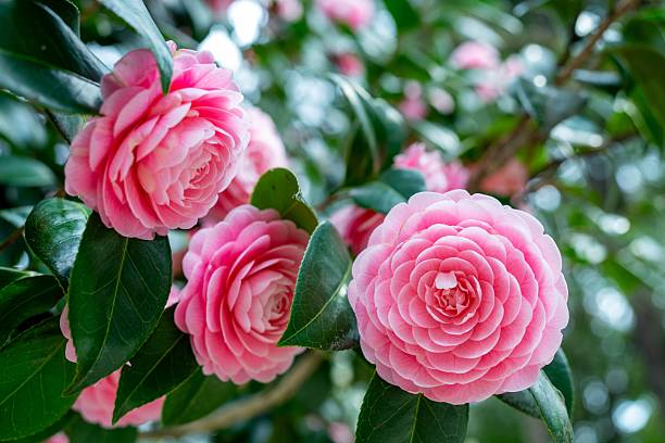 istock Vibrant pink camellia flowers in bloom. 2211908203