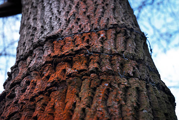Old red tree with barbed wire wrapped around it that the tree has enveloped as it has grown, Landscape.