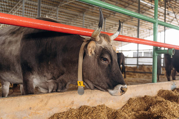 istock View from the side. Cows in the stall at a daytime 2211909669
