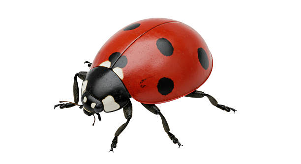 Ladybug sticker resting on a wooden table, creating a delightful and charming scene. The vibrant colors and minimalistic design enhance the natural beauty of the setting