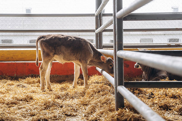 istock View from the side. Cows in the stall at a daytime 2211909798