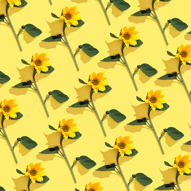 istock Beautiful top view pattern with vivid yellow sunflowers on yellow background, minimal style contemporary flat lay. Autumn floral still life with natural flower, blooming flowers, floral design 2211912849