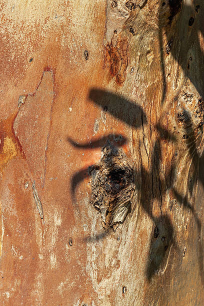 istock Natural Tree Bark Texture with dark shadow from leaves shadows at sunlight, Earthy Tones photo for Eco-Friendly Design and aesthetic Nature Backgrounds, natural surface of red orange vivid bark 2211912854