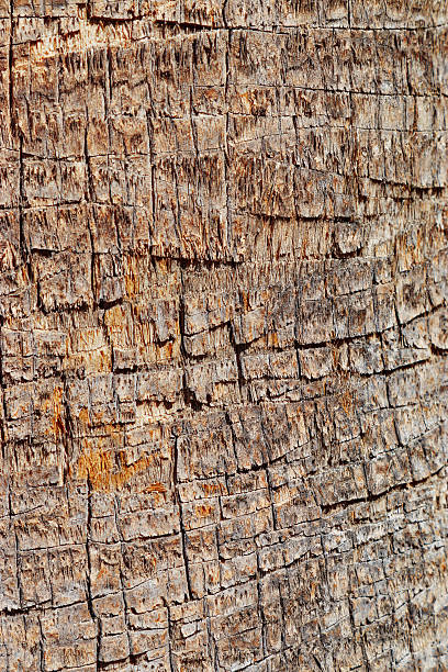 Close up of natural palm tree trunk texture background, natural wood patterns and structured rough tropical wooden surface, macro photo for eco-friendly projects and nature themed designs