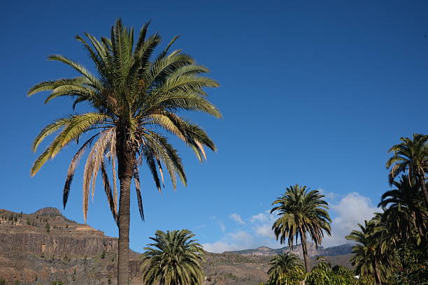 Clear blue sky on a Canary Island in winter