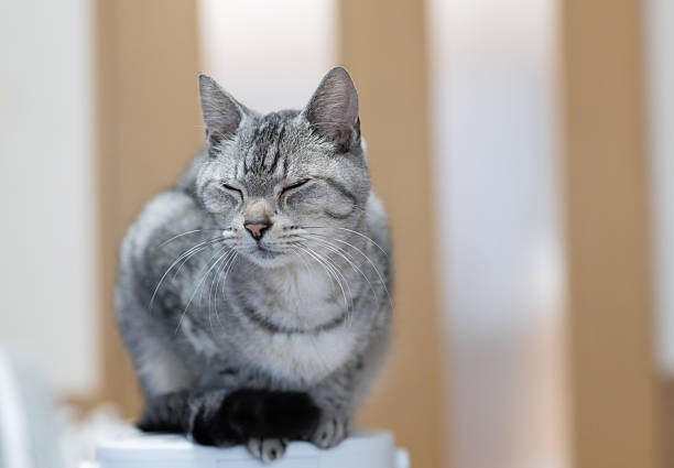 Cute cat relaxing in the room