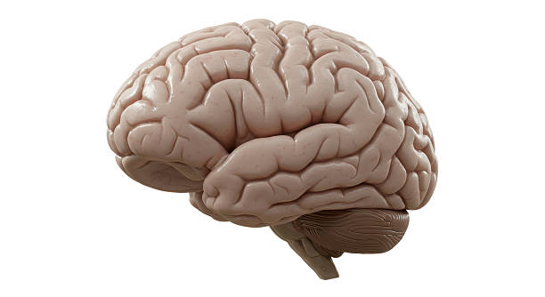 istock Isolated Anatomical Human Brain with Detailed Texture and Structure 2211914219
