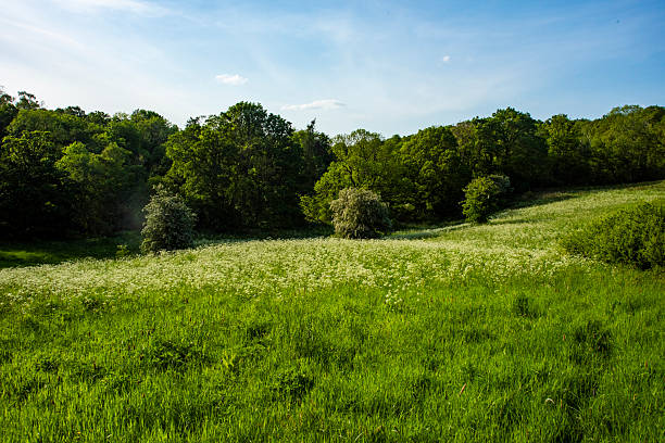 istock Green field rolling down into green trees in the background on a clear sunny day. 2211914506