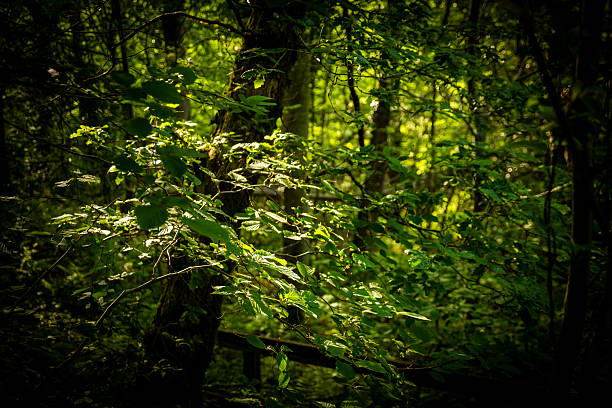 cinematic, beautiful view of the forest in the sunset rays. rich green color. summer in the forest, nature.