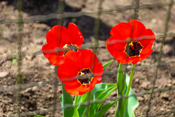 Three bright red tulips with black centers and yellow stamens have bloomed against a blurred brown soil and green leaves background. The flowers are partially obscured by a net, creating an interesting visual effect.