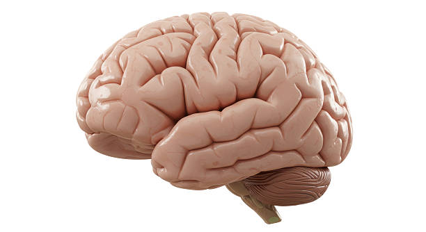 istock Isolated Realistic Human Brain Anatomy Side View 2211915562