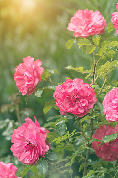 istock Blooming pink bush rose in sunlight, vertical 2211916932