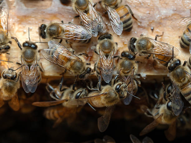 istock Bees in a beehive on a natural farm 2211919950