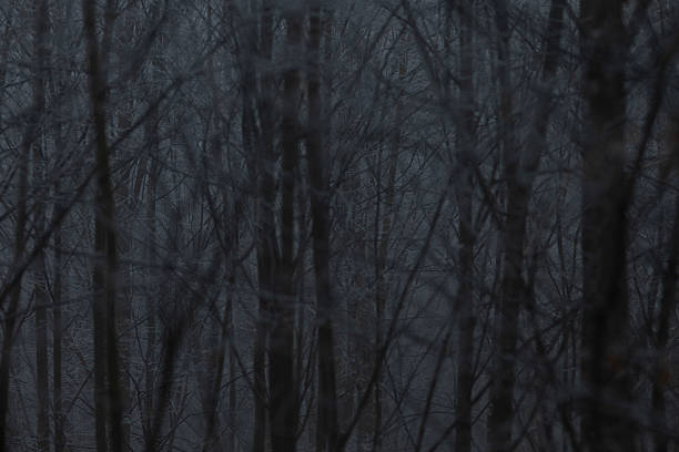 dark trees in a dark forest
