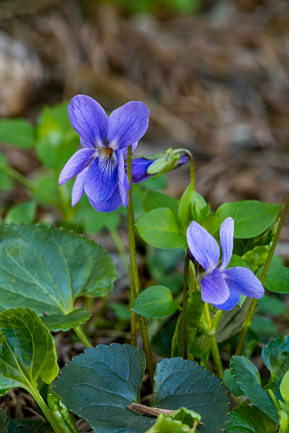 istock Closeup of blooming wild violets in spring 2211920549