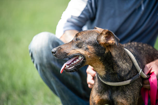 istock Rescued dog portrait 2211921404