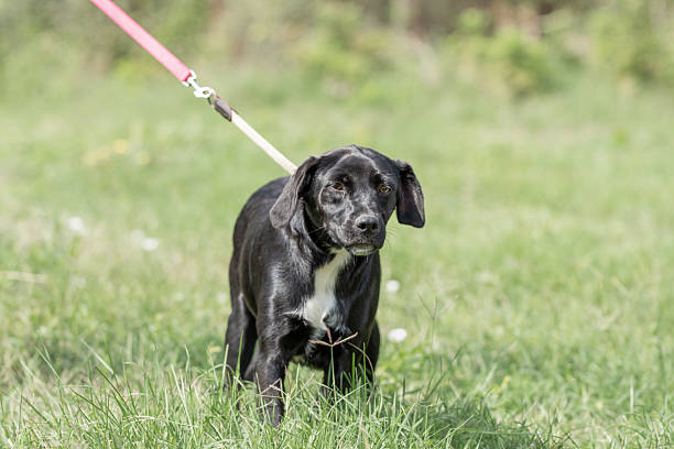 istock Rescued dog portrait 2211921999