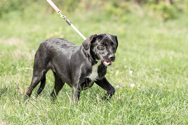 istock Rescued dog portrait 2211922012