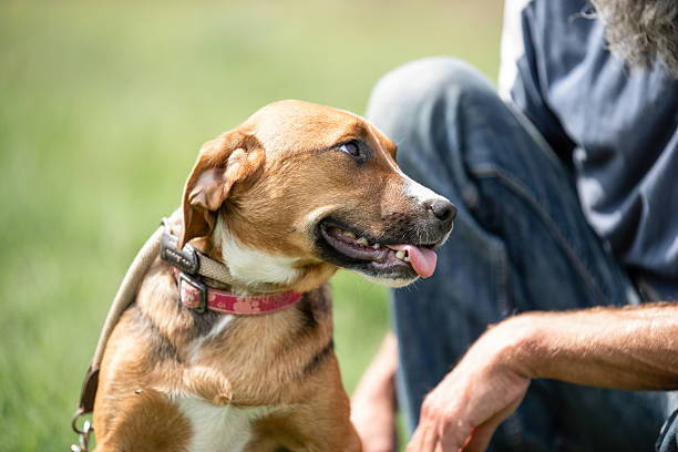 istock Rescued dog portrait 2211923602